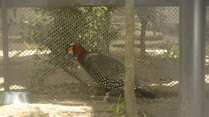 India’s western tragopan steadied by captive breeding, an interim fix