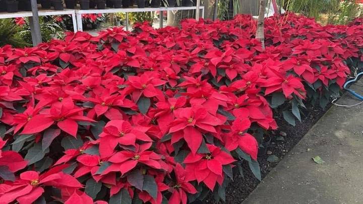 SIAP regala nochebuenas a quienes reciclen esta temporada