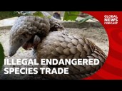 Why are endangered species being sold on Facebook?