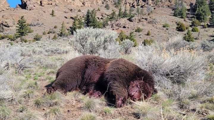 Greater Yellowstone Grizzly Death Toll On Track To Match Last Year’s Record Of 72