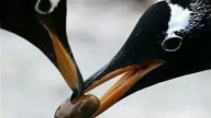 Diamond rings can wait, penguins prefer ‘pebble proposals’