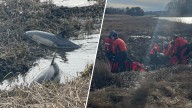 2 stranded dolphins rescued in Wareham