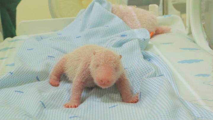 The first giant panda cub born in Indonesia squeals and squirms in park video