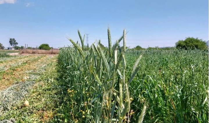 Ante las bajas temperaturas, se apoyará a agricultores con insumos y semilla: Navarro Muñiz