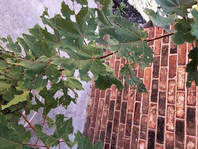 IN THE GARDEN: A reader’s red maple may have been a snack for caterpillars or beetles