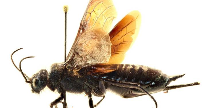 La Patagonia está en riesgo de una invasión de una avispa que daña a los pinos