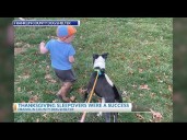 Thanksgiving weekend dog sleepovers a success in Columbus