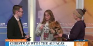 Final weekend for Christmas with the Alpacas in Makanda, Ill. set for Dec. 13