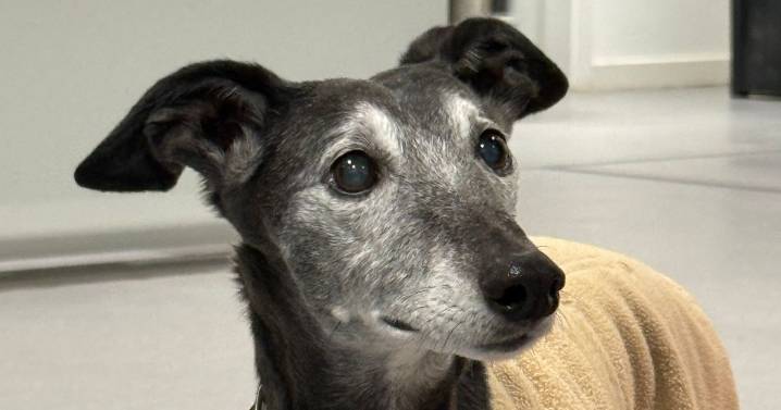 Dog fosterers urgently needed in North East for pets of domestic abuse victims