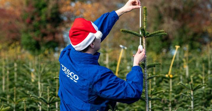 Tesco giving away free Christmas trees at 10 stores on one day