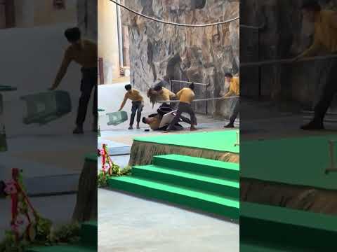 Bear Refuses to Go Onstage, Attacks Handler for Snacks Instead, on Video