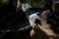 Detectados tres nuevos jabalíes con peste porcina africana