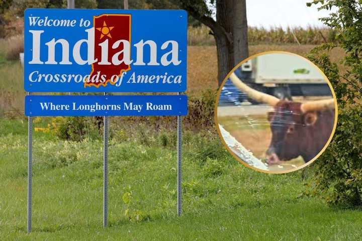 Runaway Longhorn Startles Drivers on Indiana Interstate