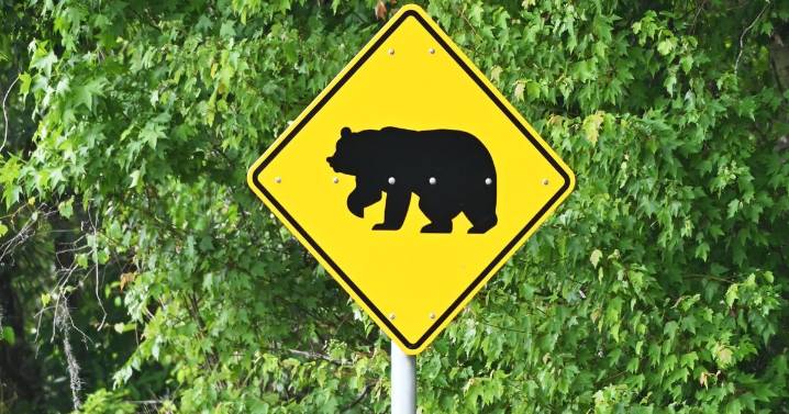 Musician ‘bear-ly’ bruised after crash with Citronelle bear