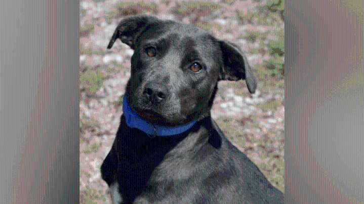 Meet Lilah! News 19's Adoptable Pet of the Week