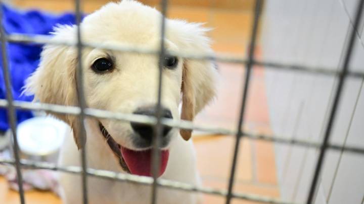 Hawthorne Mall in Vernon Hills to hold puppy pop