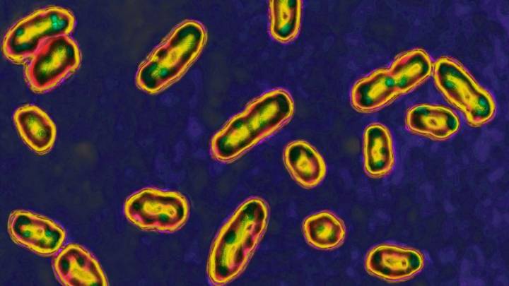 Volcanic eruption led to the Black Death, new research suggests