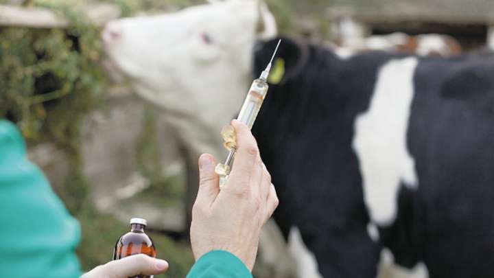 Jornada de vacunación contra fiebre aftosa superó expectativas