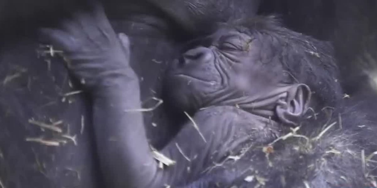 Wild Inside with Zoo Knoxville’s new baby gorilla