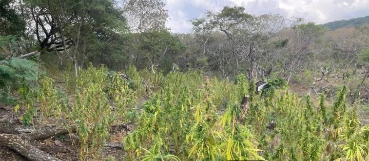 Destruyen plantío de marihuana en Mascota; sin detenidos pese al hallazgo