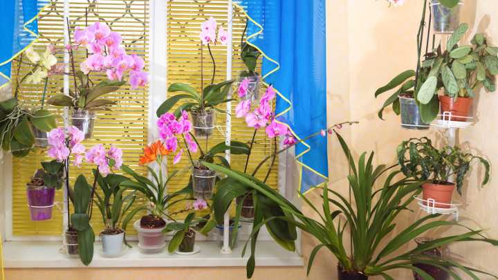 The Winter-Blooming Flower That Will Add Vibrant Color To Your Home