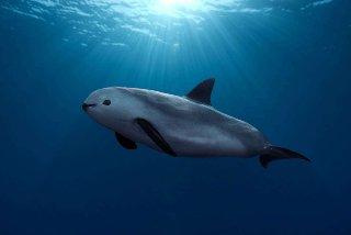 Vaquita marina: por qué está al borde de la extinción y qué se ha hecho para salvarla