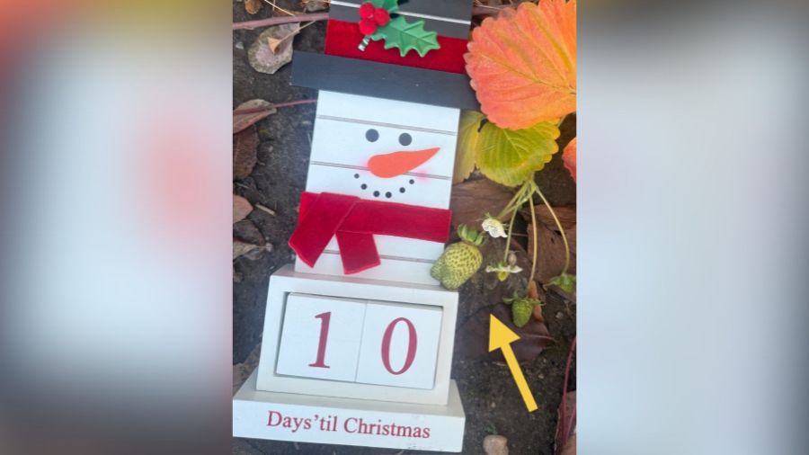 It's spring in December for northern Utah