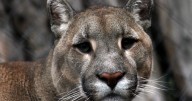 SAG denuncia brutal maltrato animal: Sujetos matan a puma hembra y sus crías en Cochamó