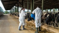 El 60% de infecciones emergentes tienen origen animal: "Los veterinarios somos clave en las crisis sanitarias"
