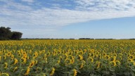 La siembra de girasol finalizó con una expansión de la superficie, pero advierten sobre los daños de palomas