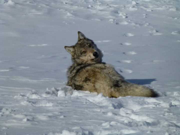 Conservation group to sue feds over lack of national wolf recovery plan