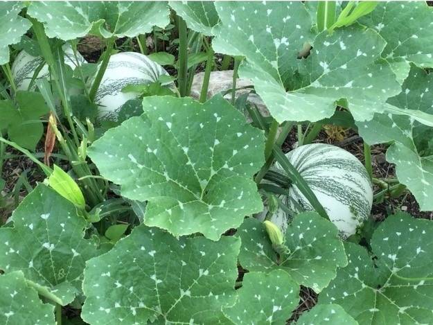 Campesinos de Nuevo Israel sorprenden con exitosa cosecha de chihua tras crisis ganadera