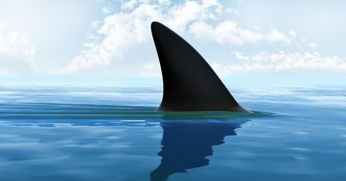 Diver bitten while attempting to free an entangled shark at Ka’alu’alu Beach