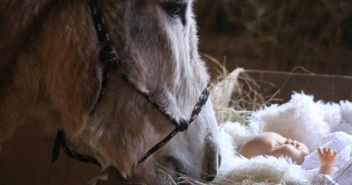 CORRAL Nativity Returns Dec. 18