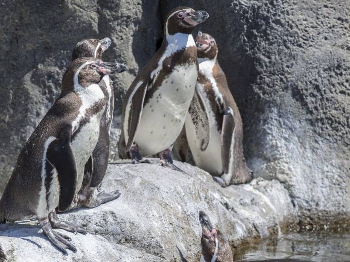 After Calgary Zoo penguin swallows coin, guests asked to be careful