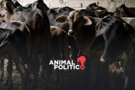 Agricultura amplía a nivel nacional el dispositivo para erradicar la plaga de gusano barrenador