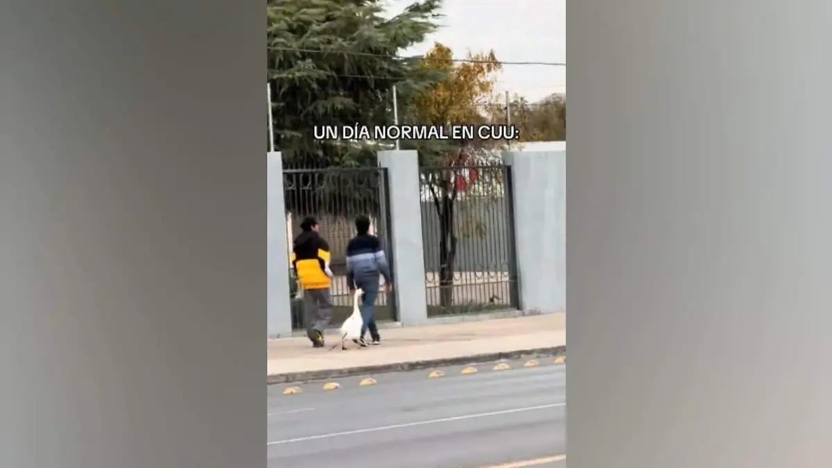 Así sacan a pasear a Waldo, el ganso mascota de Chihuahua capital VIDEO