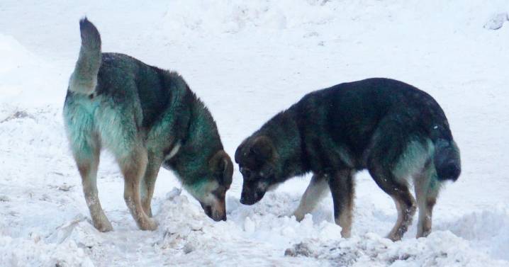 Expert Reveals Surprise Theory as to Why Chernobyl Dogs Are Turning Blue