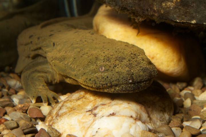 UK hellbender study uses new detection method to find salamander habitats