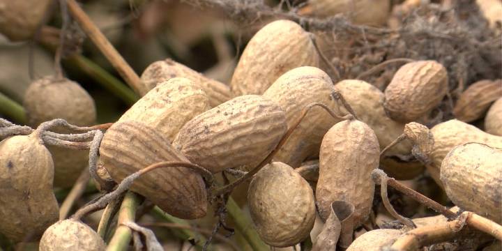 3 BRILLIANT MINUTES: Benefits of peanuts