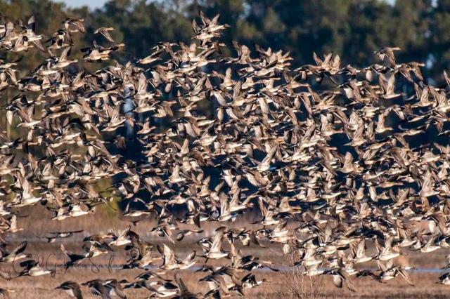 The Outer Banks Voice -   Even as the weather turns colder, the Alligator River National Wildlife Refuge is a must