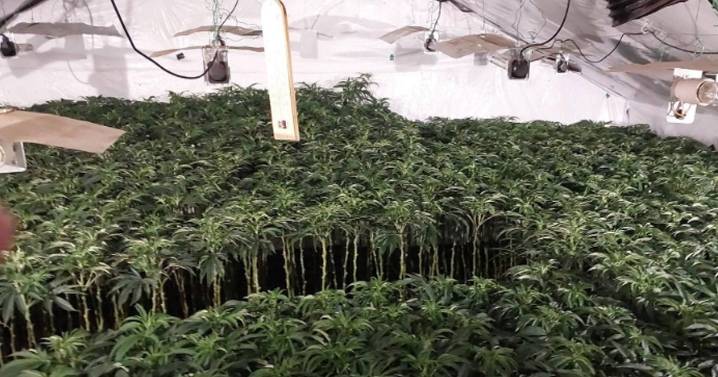 Birmingham's biggest-ever cannabis factory discovered