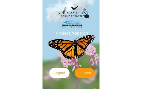 Mariposa monarca podría migrar por Chihuahua; lanzan aplicación para detectarla