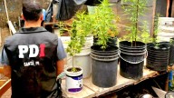 Aprehendieron a un adolescente de 16 años por dos robos y hallaron 32 plantas de marihuana en su casa en barrio Villa Elsa