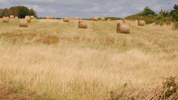 Mennonite Father Tortures Family By Taking a Ride to the Country to Look at the Crops