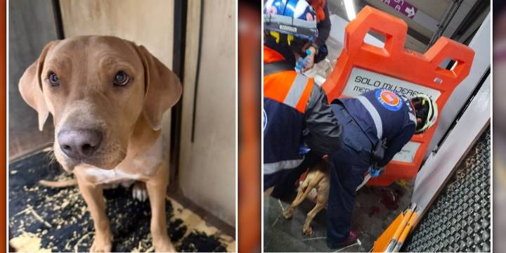 Contra todo pronóstico, perrita rescatada en Metro Pantitlán se recupera favorablemente