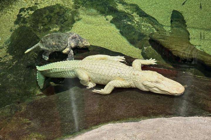 San Francisco’s beloved albino alligator Claude dies at 30