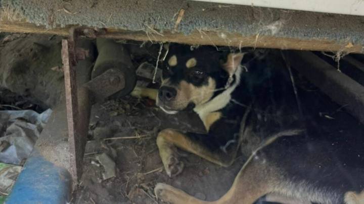Pup Found Trembling Beneath An Old Boat In California Waits For Someone To Show Him Love