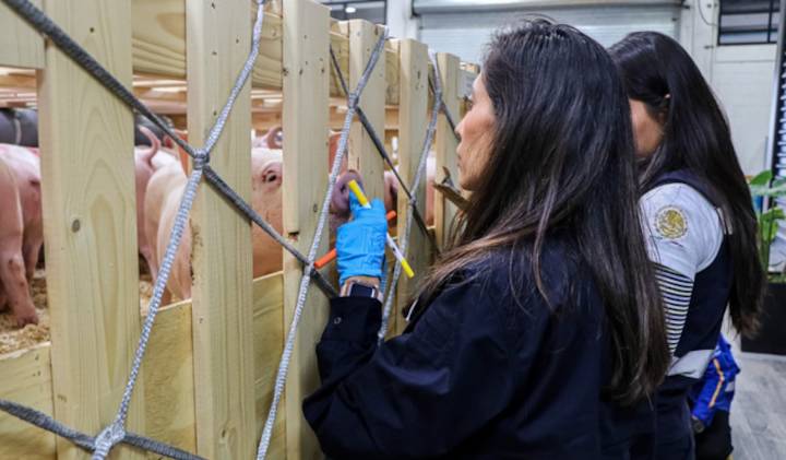 AGRICULTURA suspende la importación de productos de cerdo ante peste porcina africana