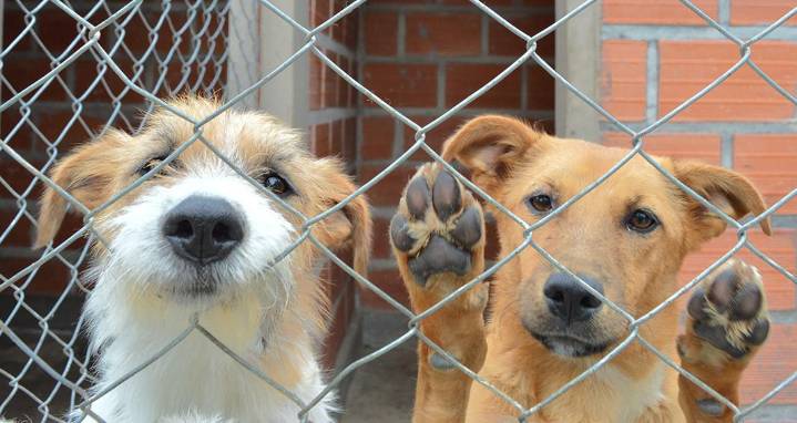 El Centro de Adopción Municipal, con balance positivo: “Más de 200 animales fueron adoptados”
